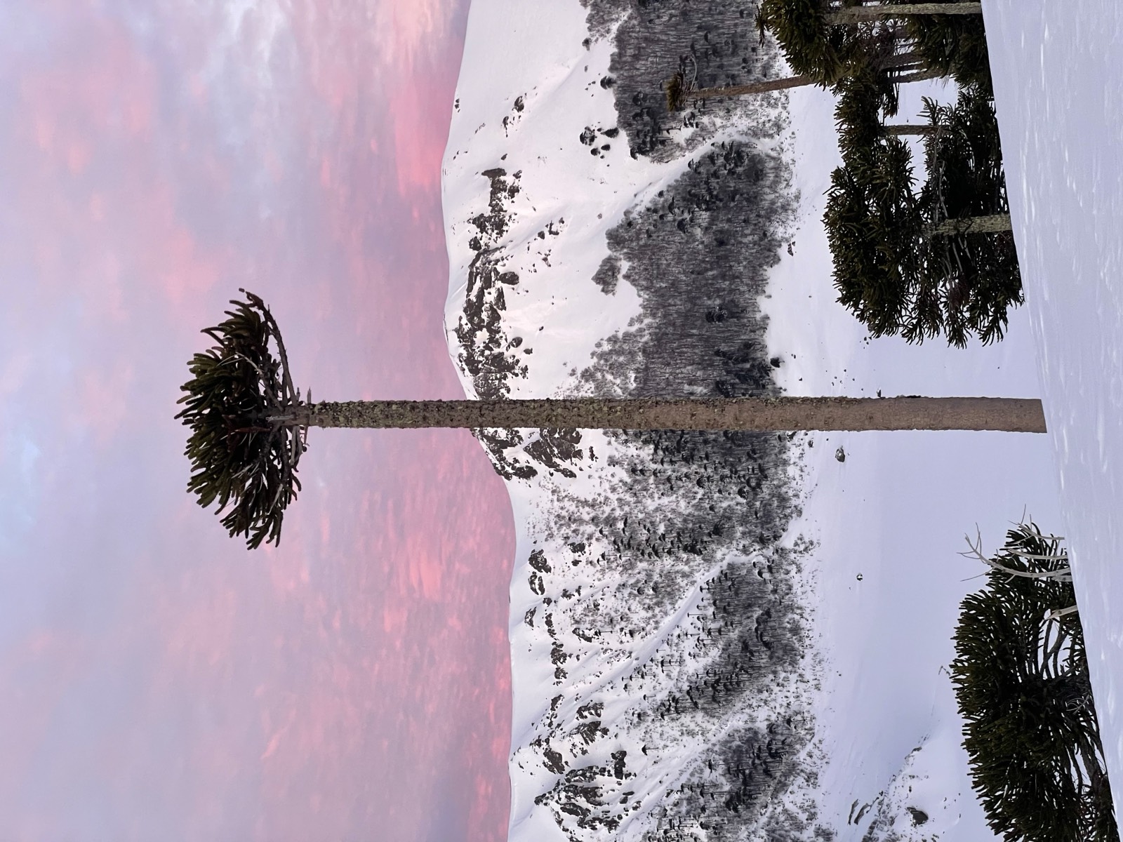 Araucaria forests in the afternoon light