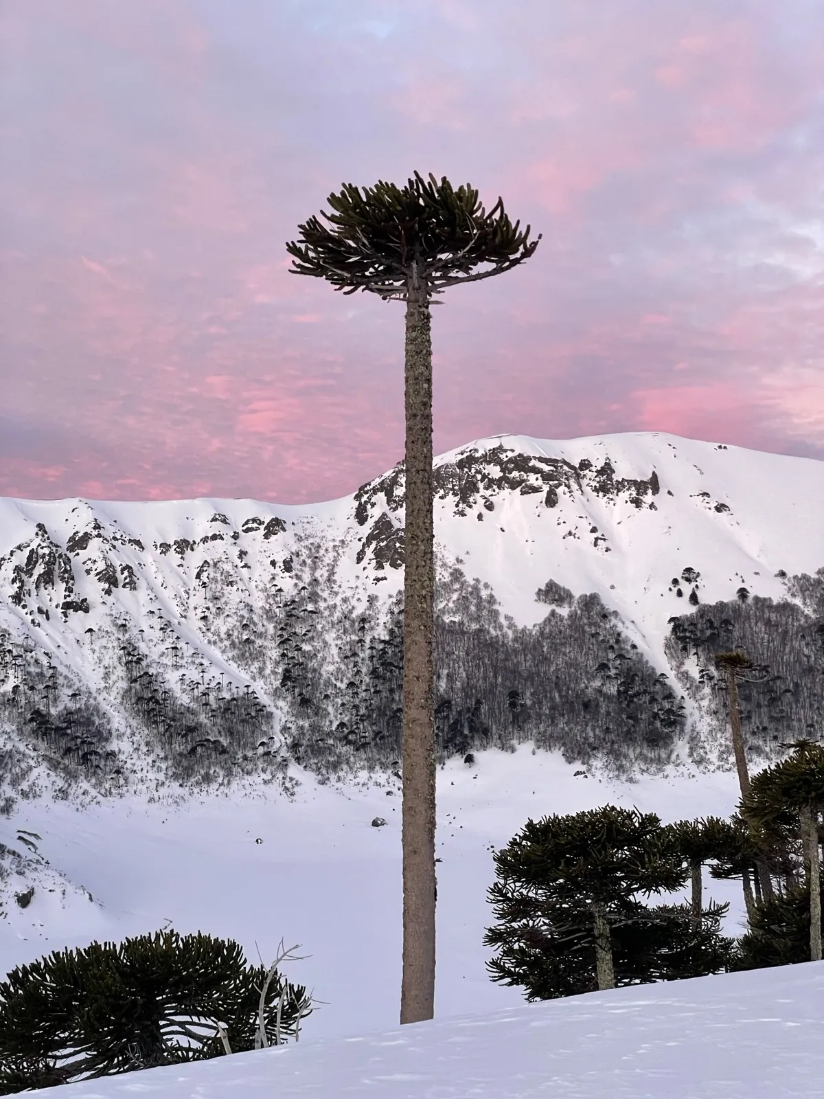 Araucaria forests in the afternoon light