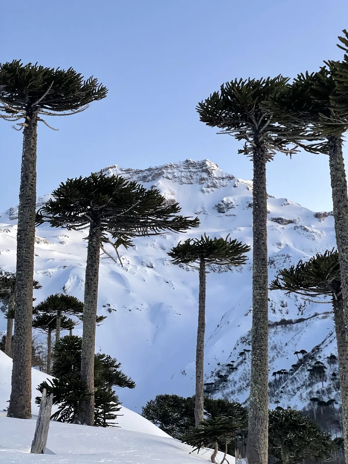 Powder day in Tolhuaca